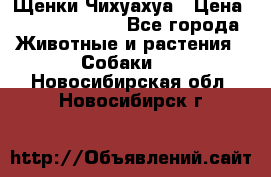 Щенки Чихуахуа › Цена ­ 12000-15000 - Все города Животные и растения » Собаки   . Новосибирская обл.,Новосибирск г.